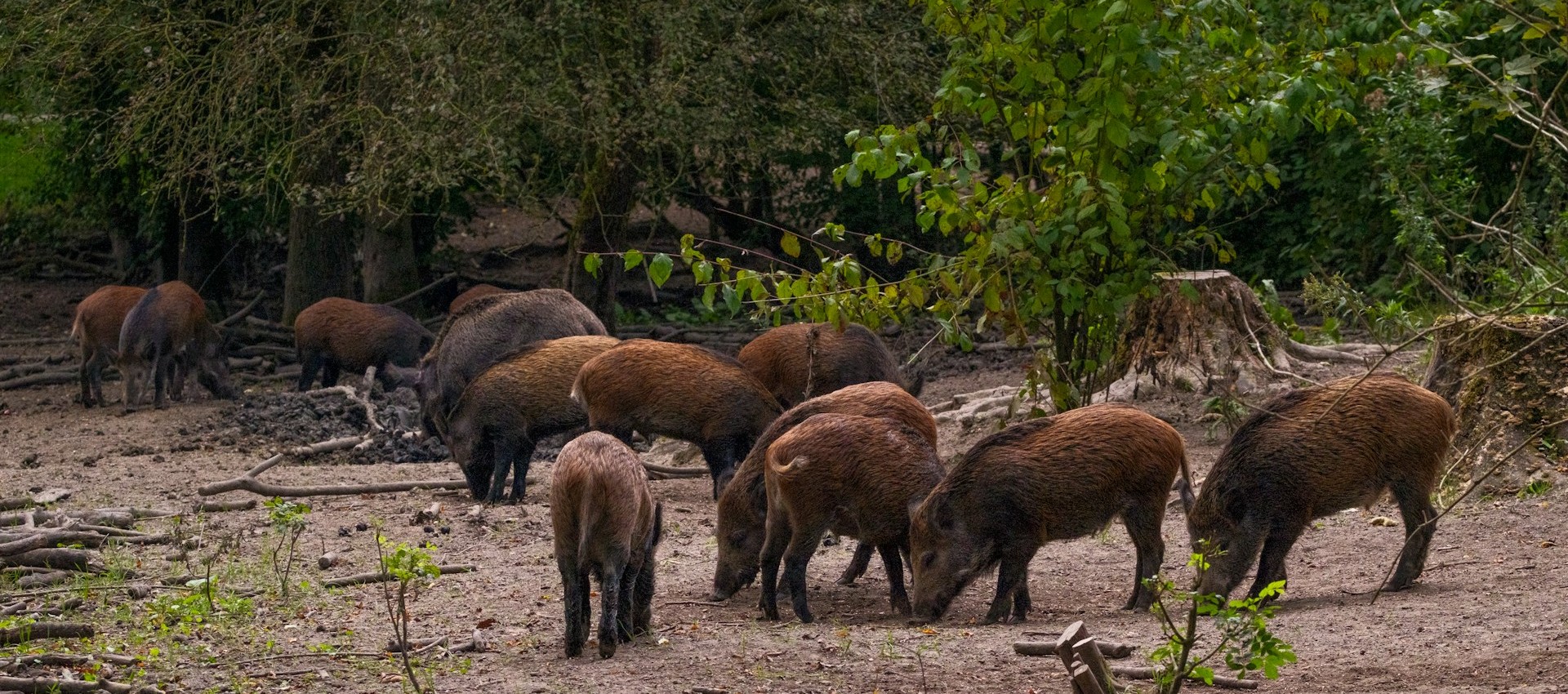 Dzikie zwierzęta w Muzeum Wsi Lubelskiej – skansen tymczasowo zamknięty