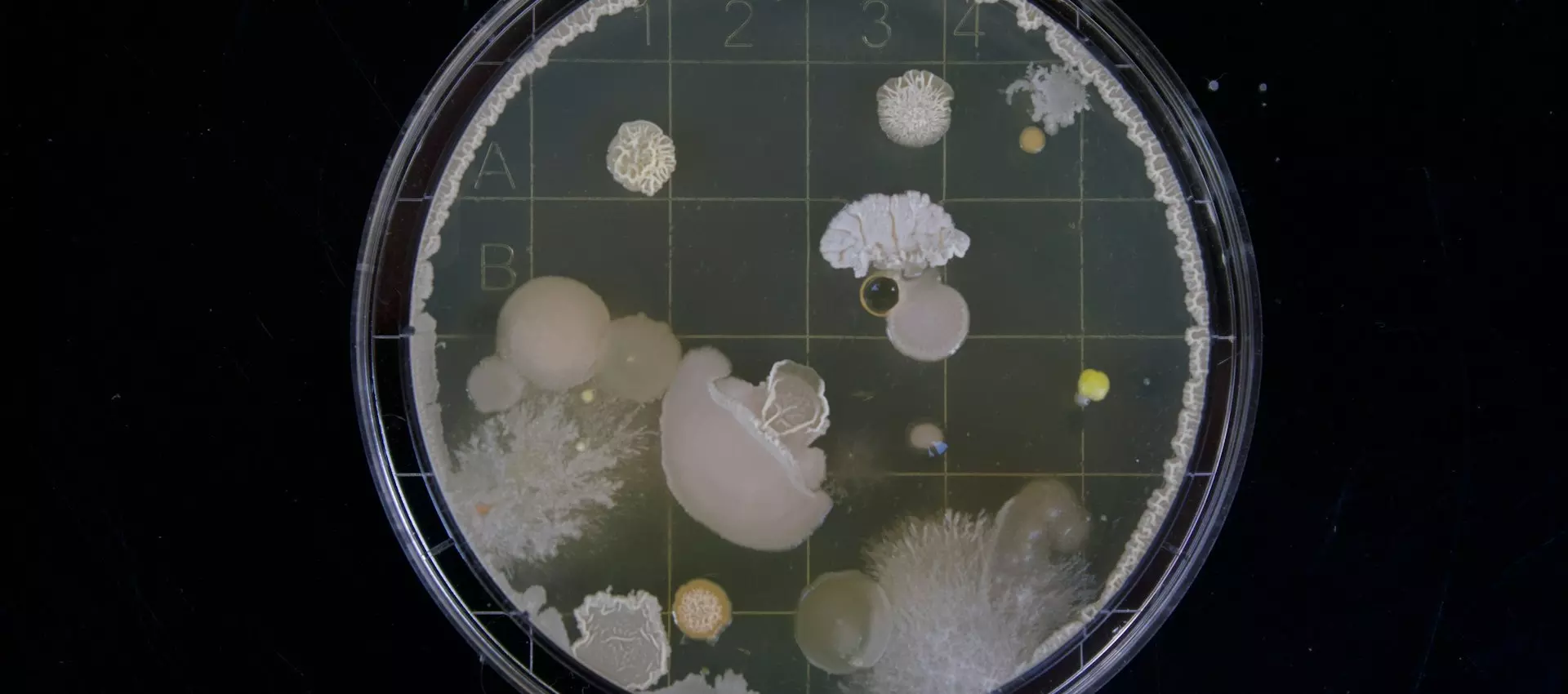Tajemniczy świat biologii -Noc Biologów na UMCS już 10 stycznia!