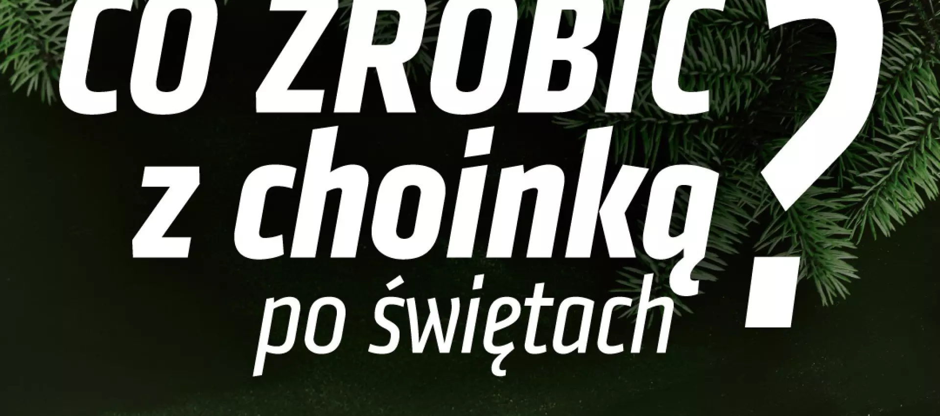 Lublin zachęca mieszkańców do oddawania poświątecznych choinek w donicach